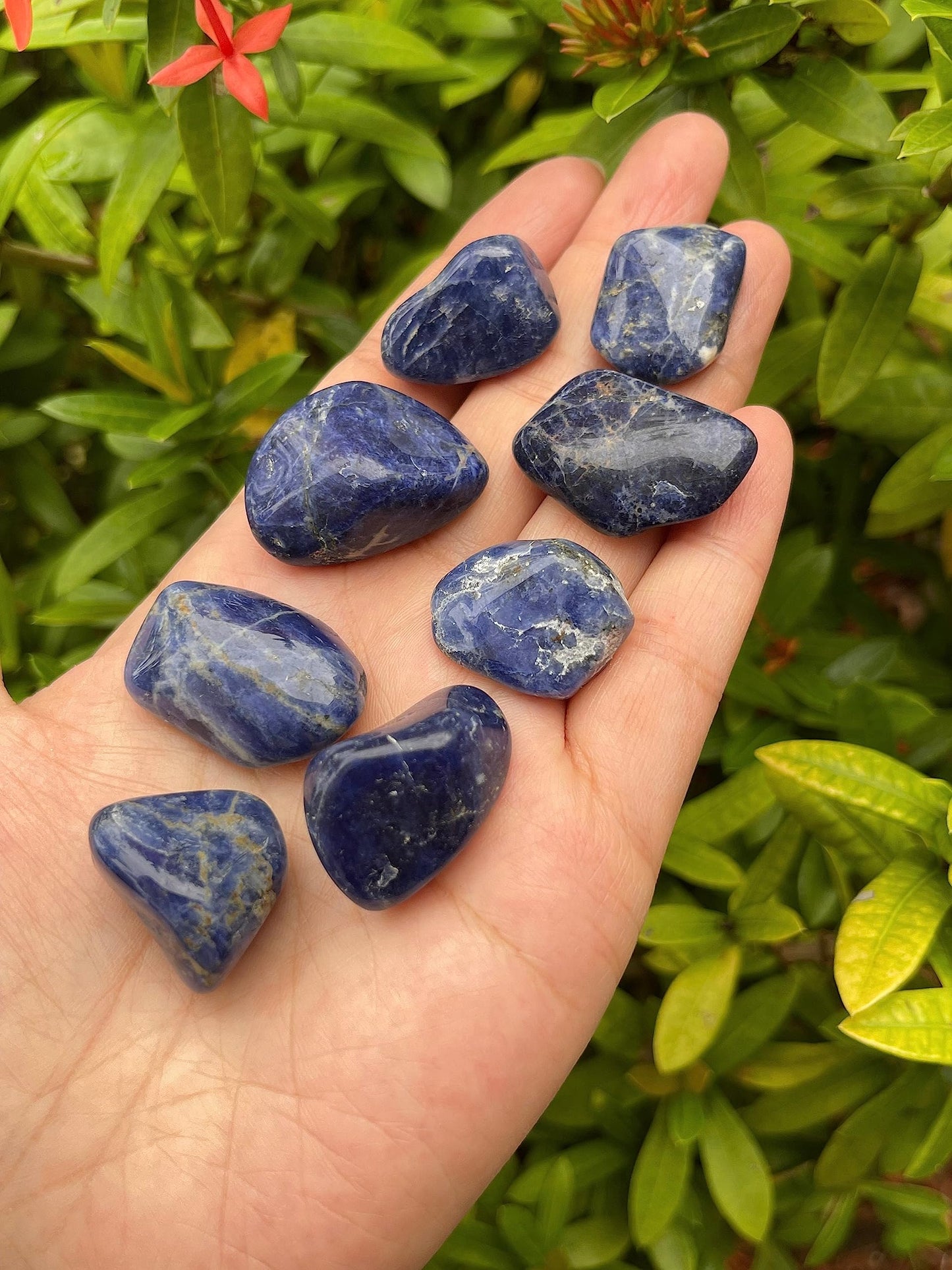 GAF TREASURES 5 Pcs Sodalite Tumbled Stones, Polished Sodalite Gemstone, Healing Crystals (Sodalite)