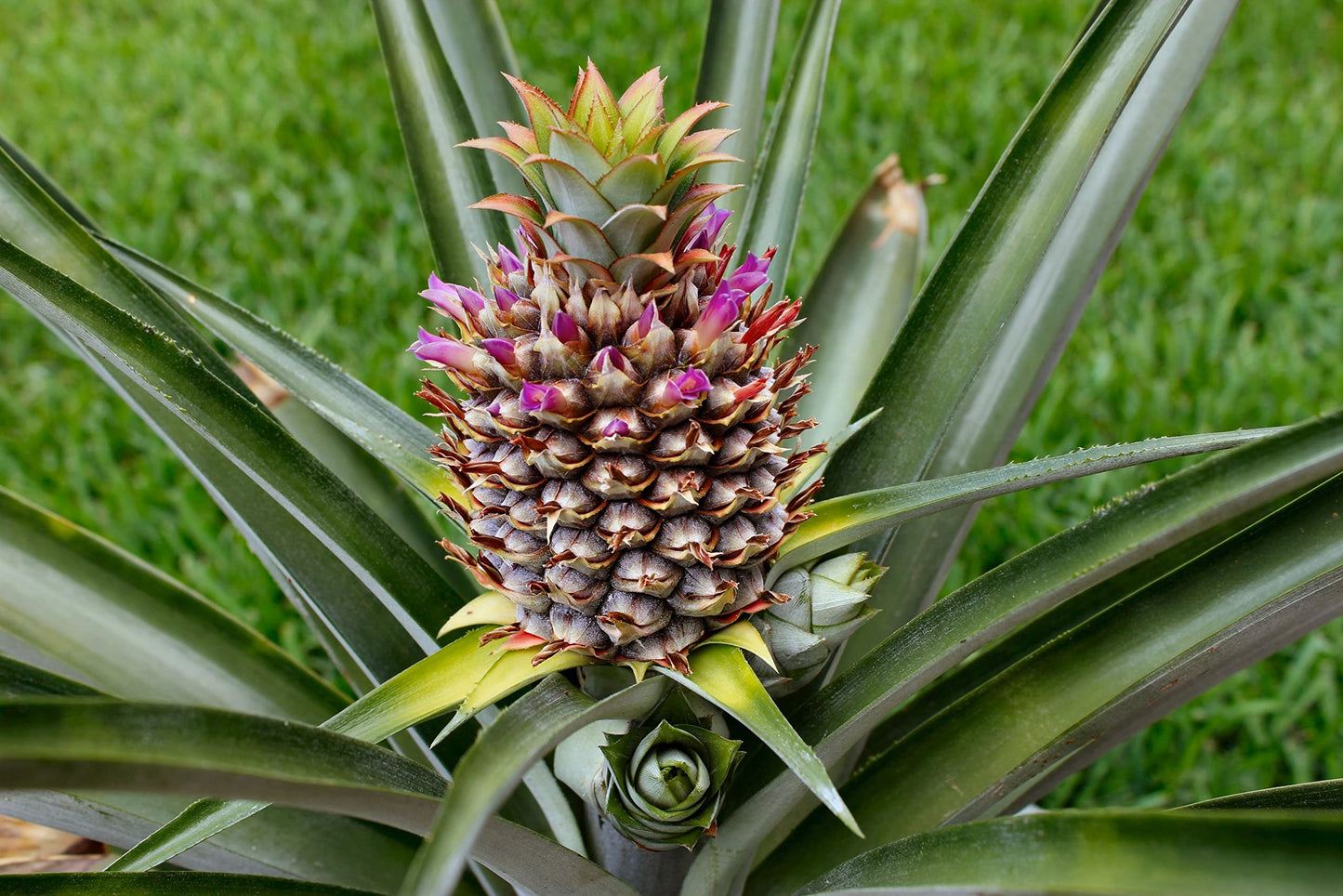 Pineapple Plant - Live Plant in a 4 Inch Grower's Pot - Ananas Comosus - Starter Fruit Trees Ready for The Patio and Garden