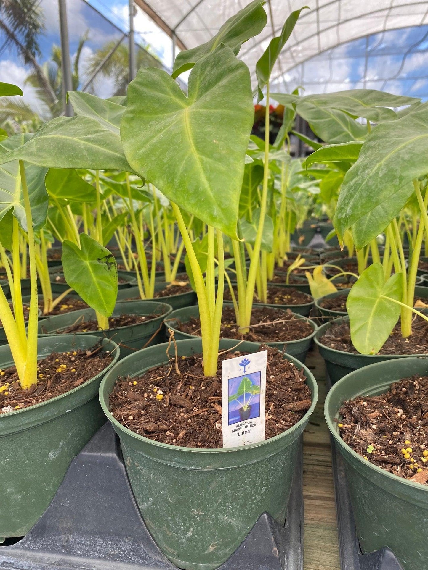 RedCrocus - RedCrocus Lutea Elephant Ear Alocasia macrorrhiza 'Lutea' for shaded gardens, containers, tropical borders, and landscape accents. Bright yellow foliage, green veins, low maintenance 6" Po