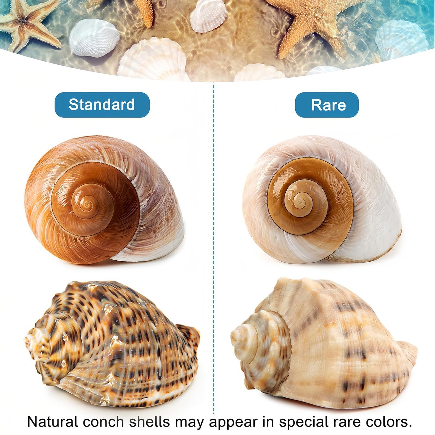 6PCS Large Hermit Crab Shells | Natural Sea Conch Size 3" - 3.5", Opening Size 1.5" - 2.5" | Turbo Seashells for Hermit Crab Supplies and Beach Decoration Large Sea Shell