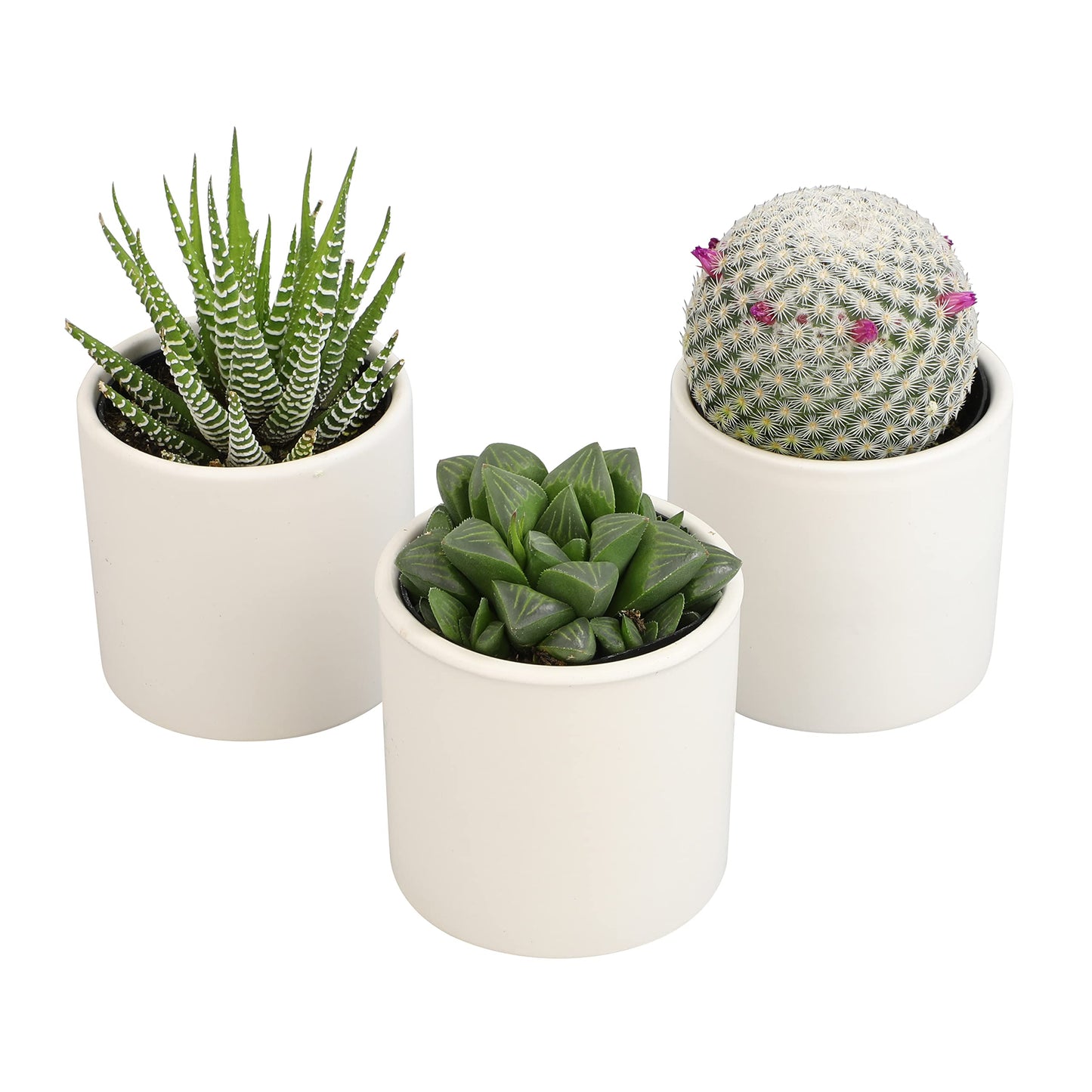 Plants for Pets Live Low Light House Plants in Ceramic Succulent Pots (3 Pack), Gasteria Succulent Plant and Cactus Plants Live with Potting Soil, Haworthia Succulents for Indoor Growing Home Décor