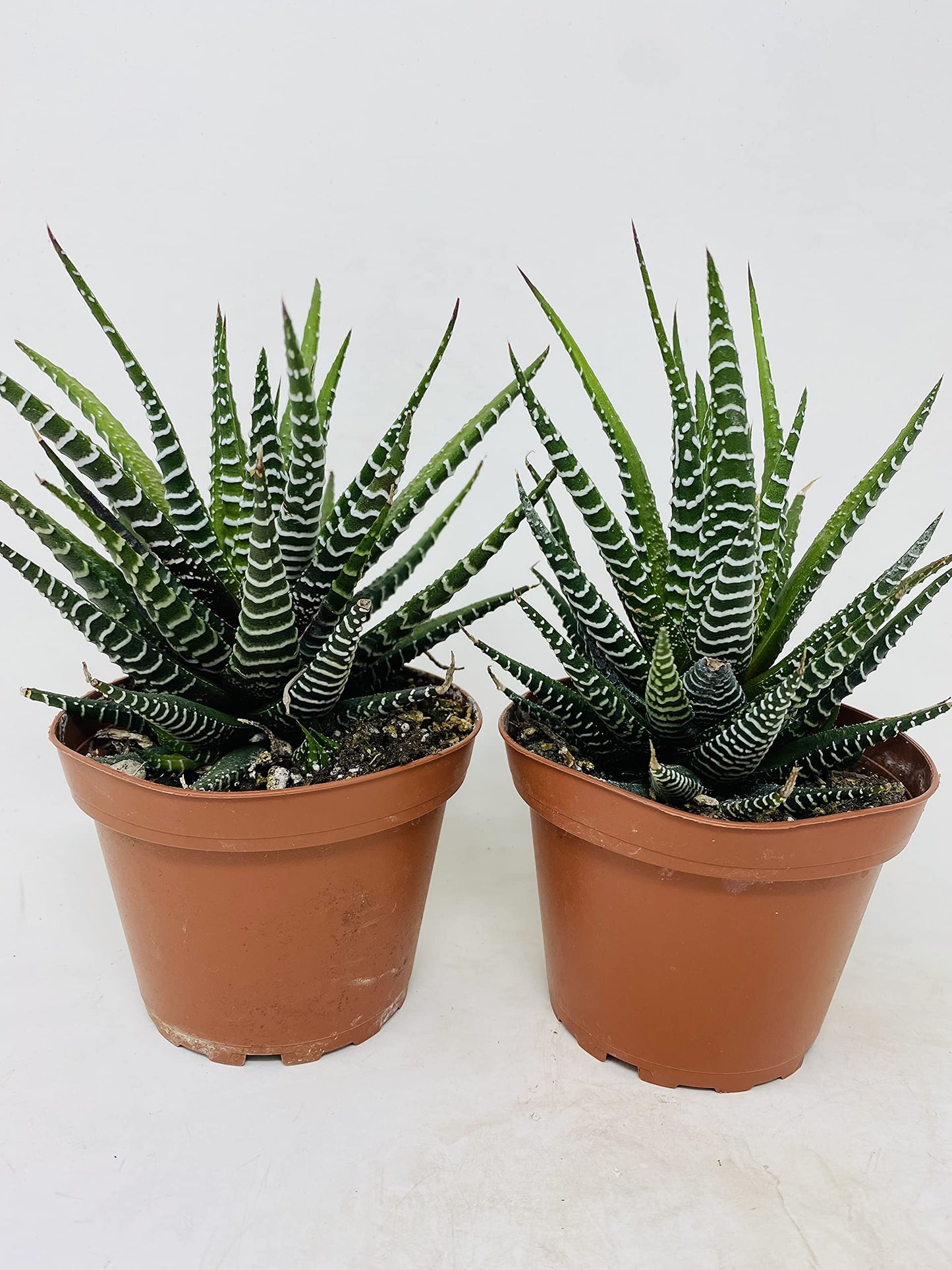 Haworthia Zebra Succulent- Hard to Kill- 2 Pack - 4"Pot