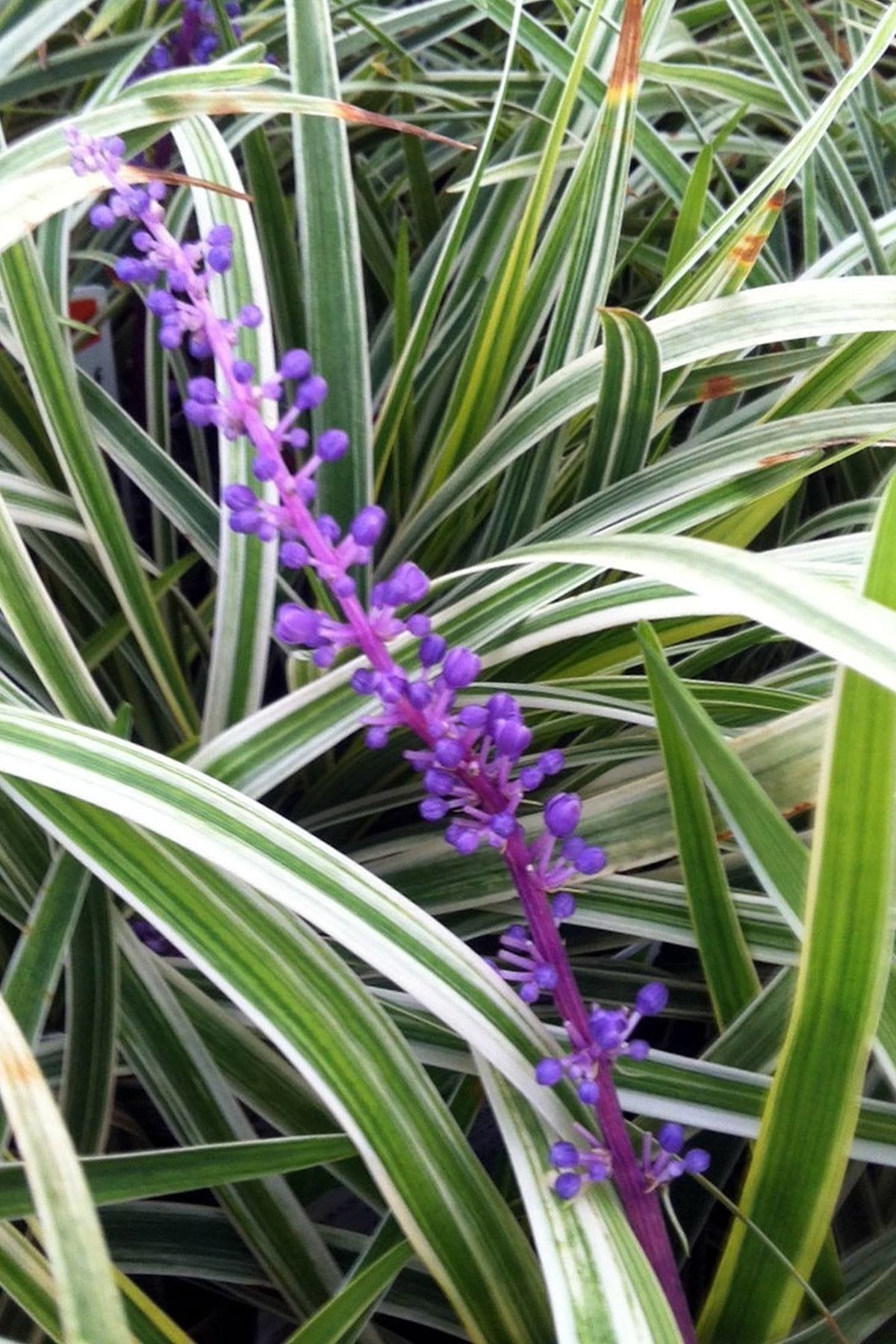 Liriope Variegated in 3.25" Pots, 18 Pack