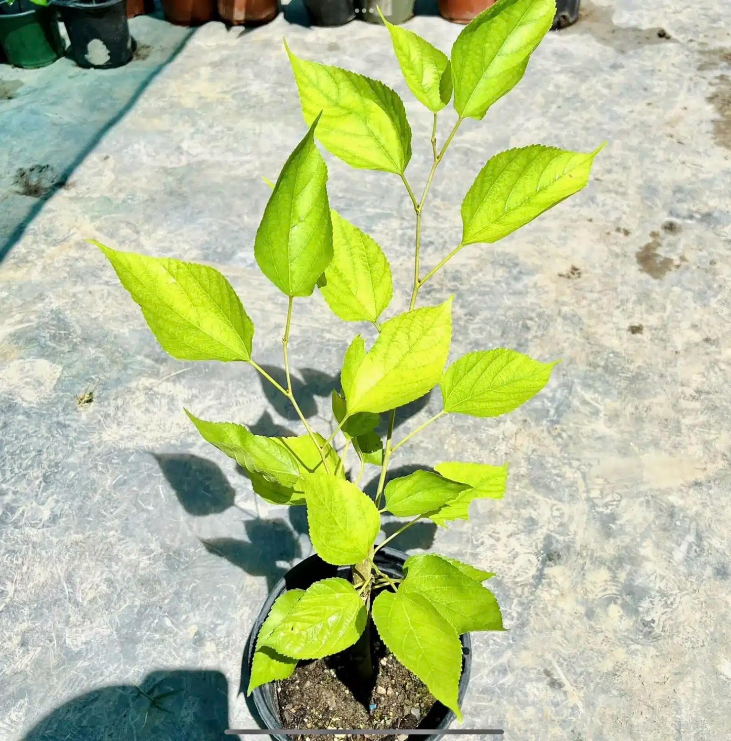 Live Plant - Mulberry (Morus) Tropical Fruit Tree 1โ-2โ