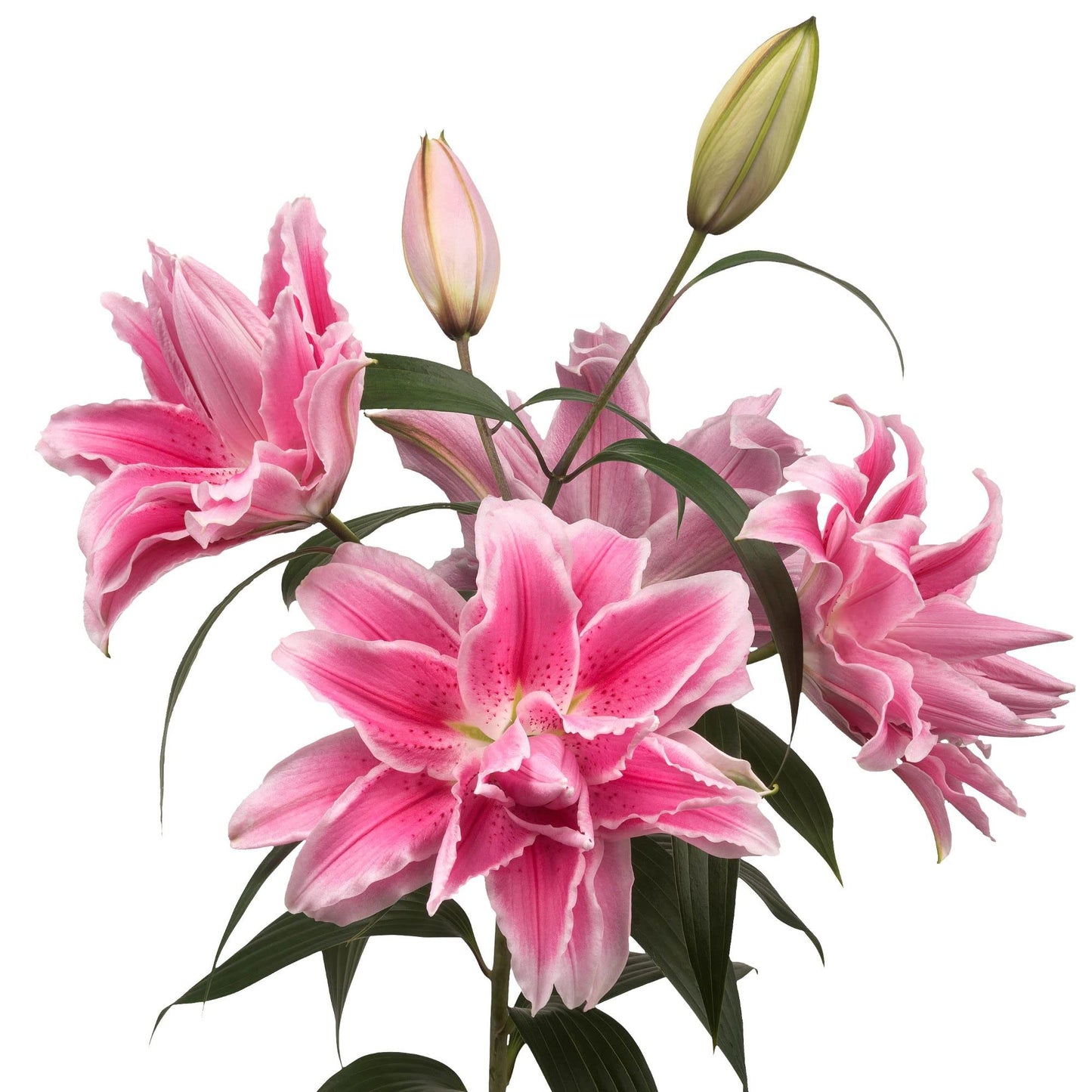Easy to Grow Lilium Oriental Roselily 'Isabella' - 3 Plant Bulbs, Pink Pollen-Free Double-Flowering Blooms in Summer