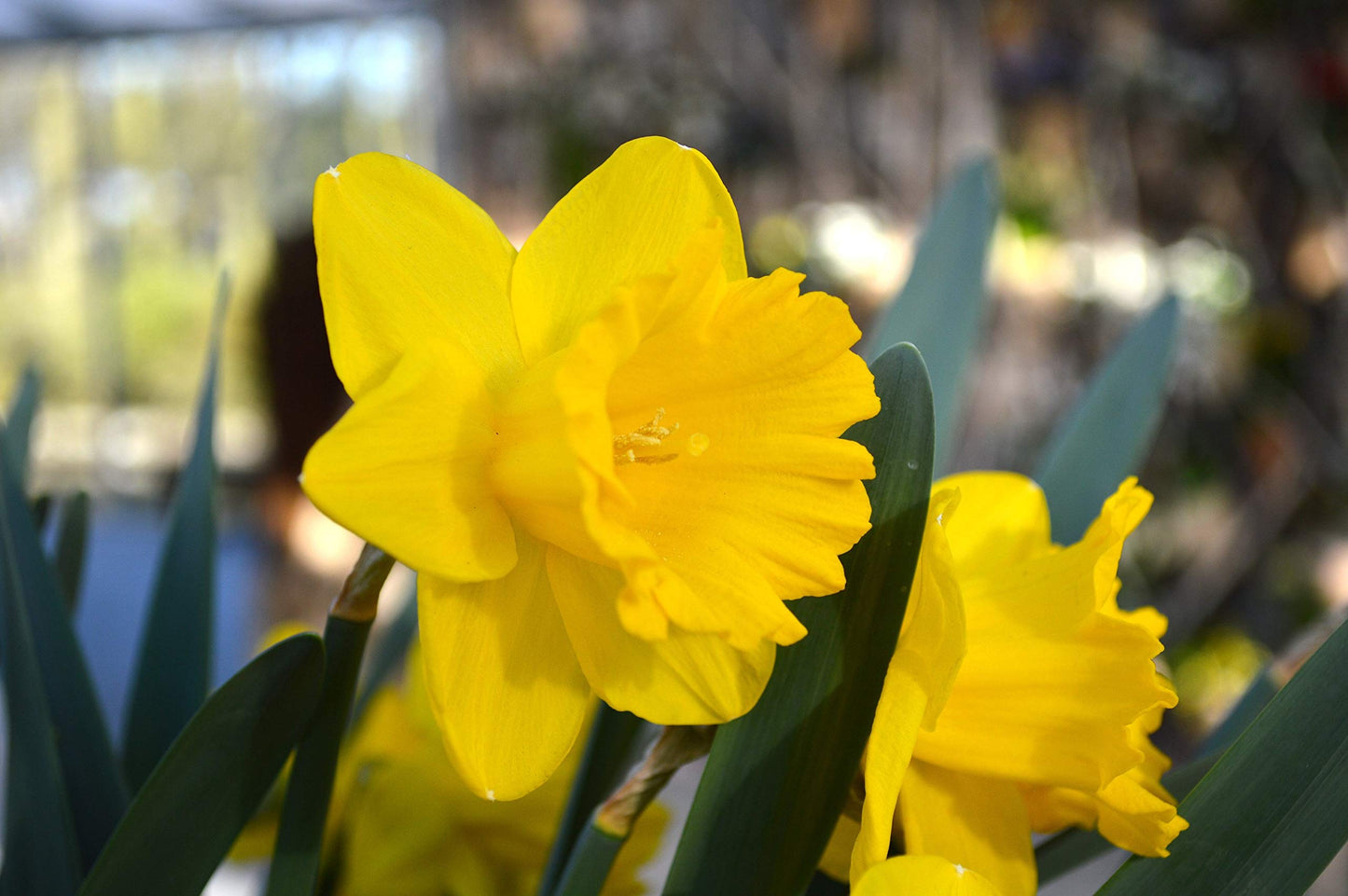 Trumpet Daffodil Bulbs, Narcissus Unsurpassable (10 bulbs), Fall Planting Bulbs