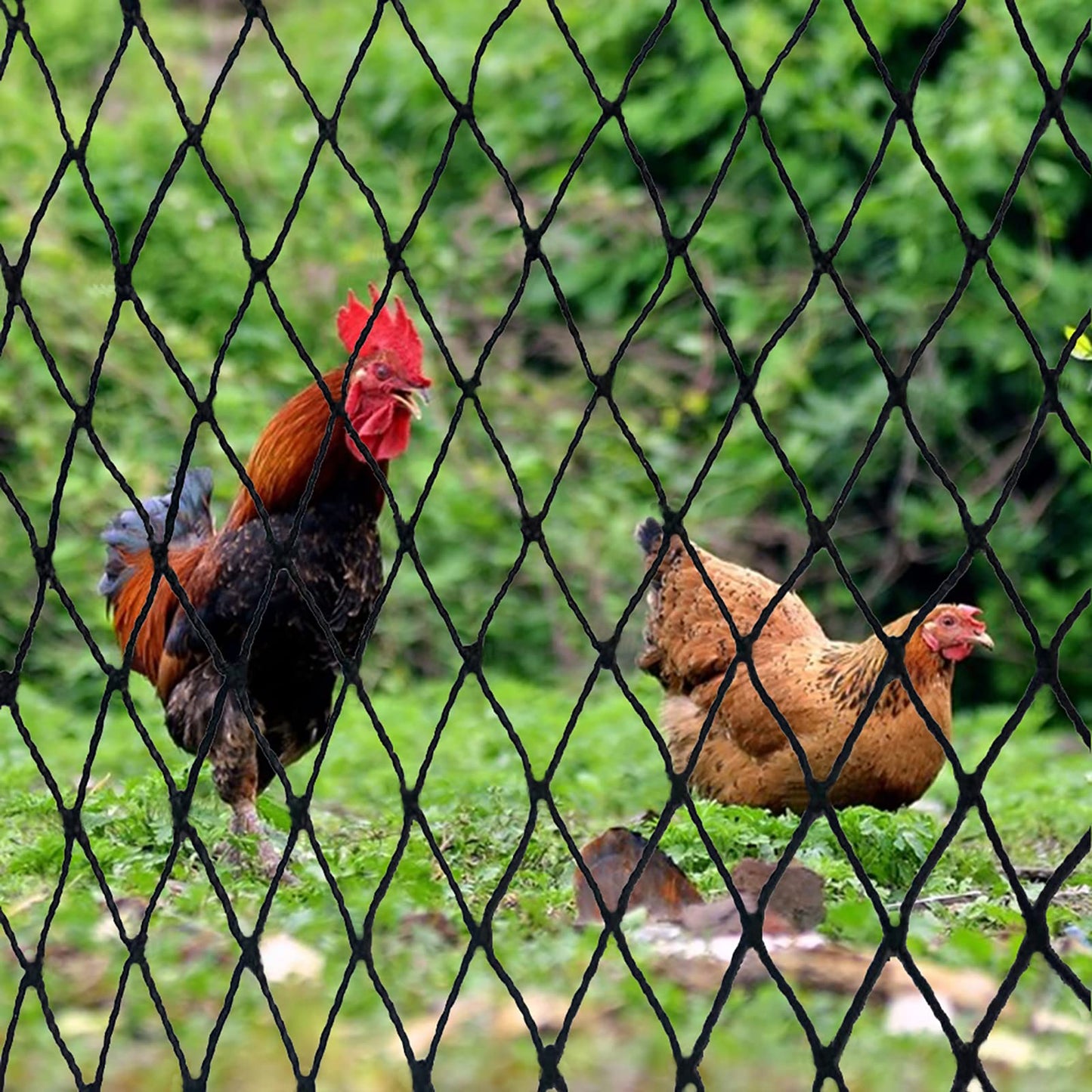 DQS Bird Net - 25' x 50' Garden Netting with 2.4" Square Mesh Protect Fruit Tree, Plant and Vegetables from Poultry, Deer and Pests, Heavy Duty Bird Netting for Garden, Farm, Orchard
