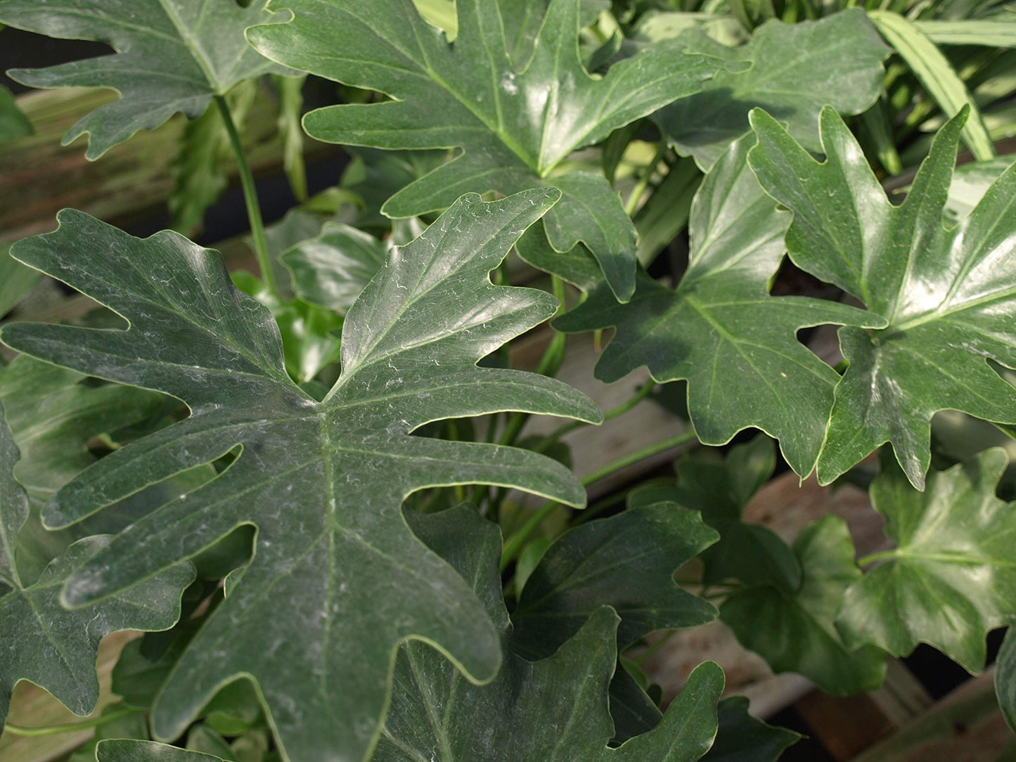 Split Leaf Philodendron - Live Plant in a 3 Gallon Growers Pot - Philodendron Selloum - Slow Growing Evergreen Indoor or Outdoor Houseplant