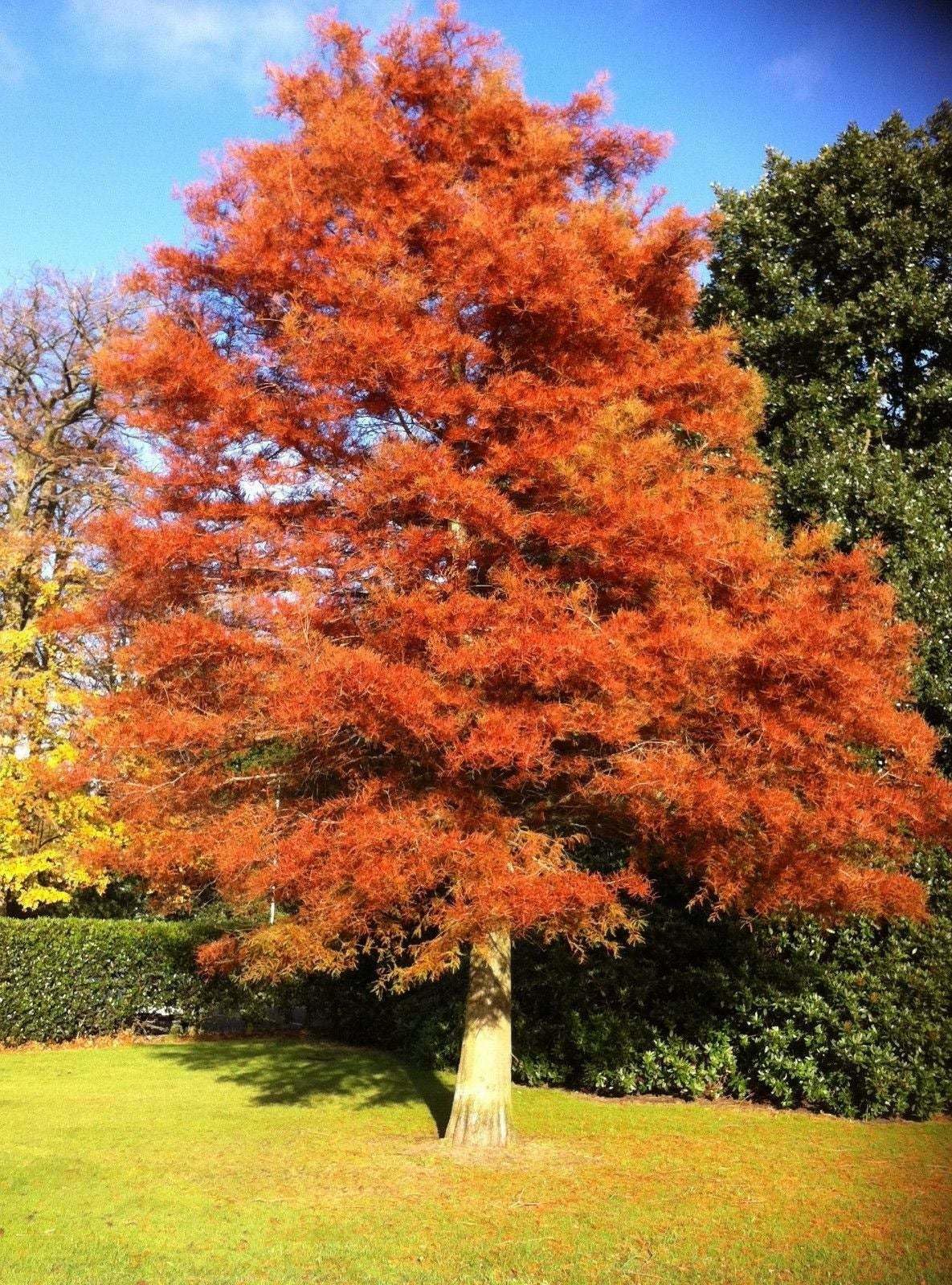 Live Plant - 2 Dawn Redwood Trees - Live Potted Plants - 8-12" Tall Seedlings