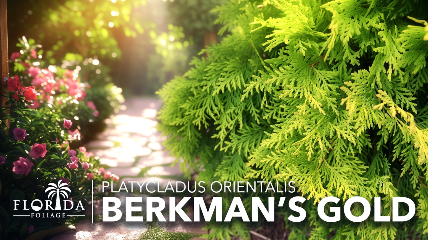 Berkman's Gold Arborvitae | 10 Live Quart Size Plants | Platycladus orientalis 'Aurea Nana' | Compact Evergreen Shrub for Borders | Vibrant Golden Foliage Accent