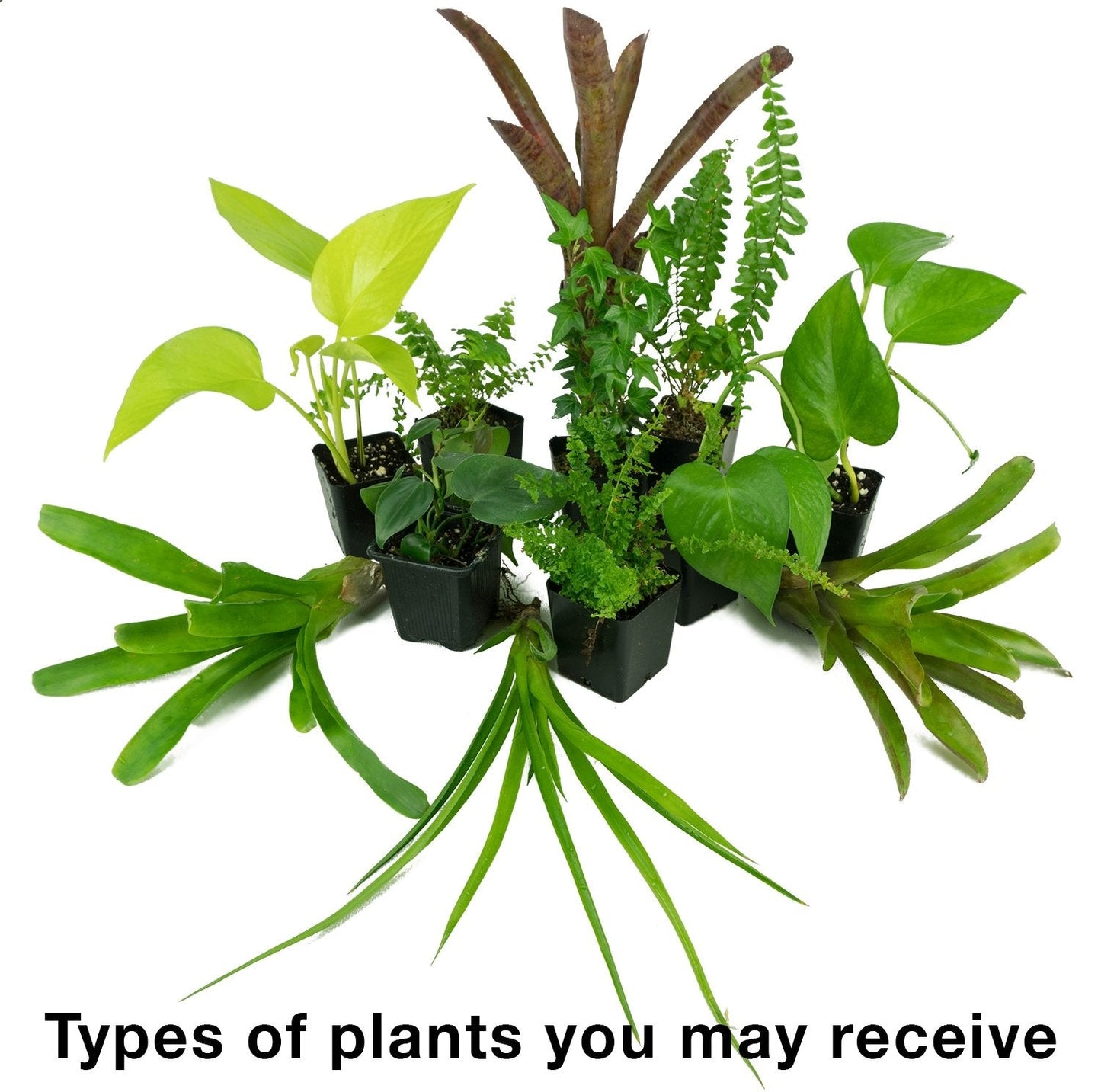 Josh's Frogs 12x12x24 Vivarium Plant Kit (3 Plants)