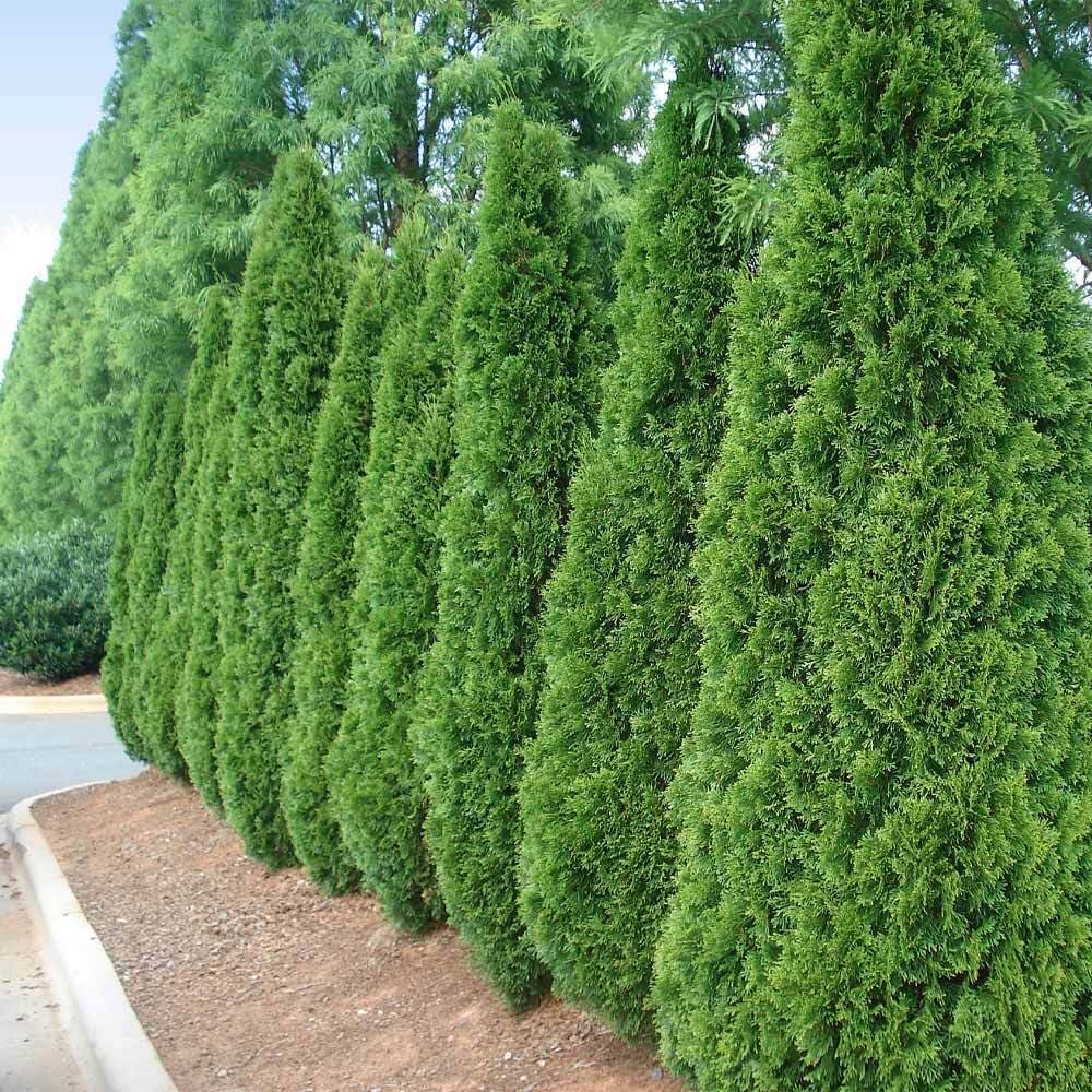 Brighter Blooms - Emerald Green Arborvitae, 1-2 Feet - Live Plant - No Shipping to AK, AZ, HI, OR