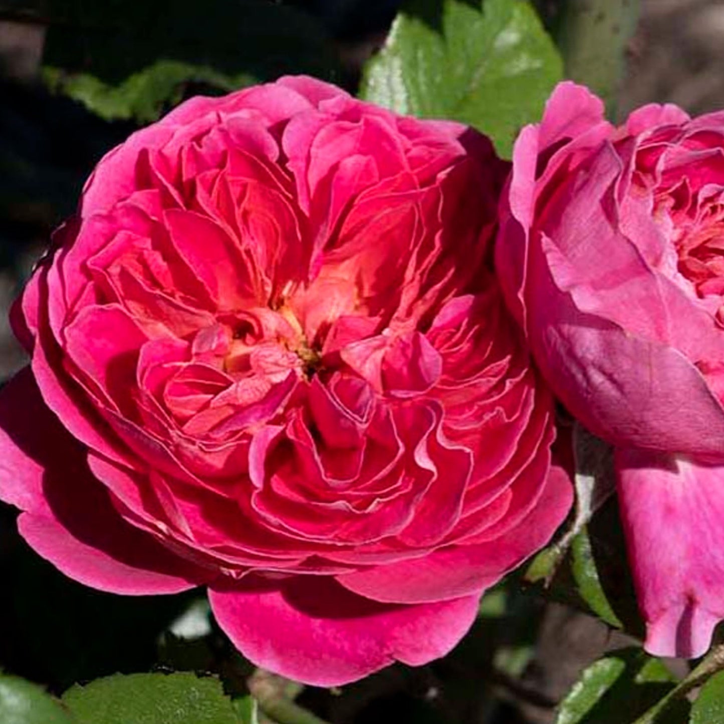 Powerpuff Pink Rose 1.5 Gallon Potted Live Plant, Non-Stop Fragrant Pink Flowers, Own Root, Stargazer Perennials, Zones 5-11
