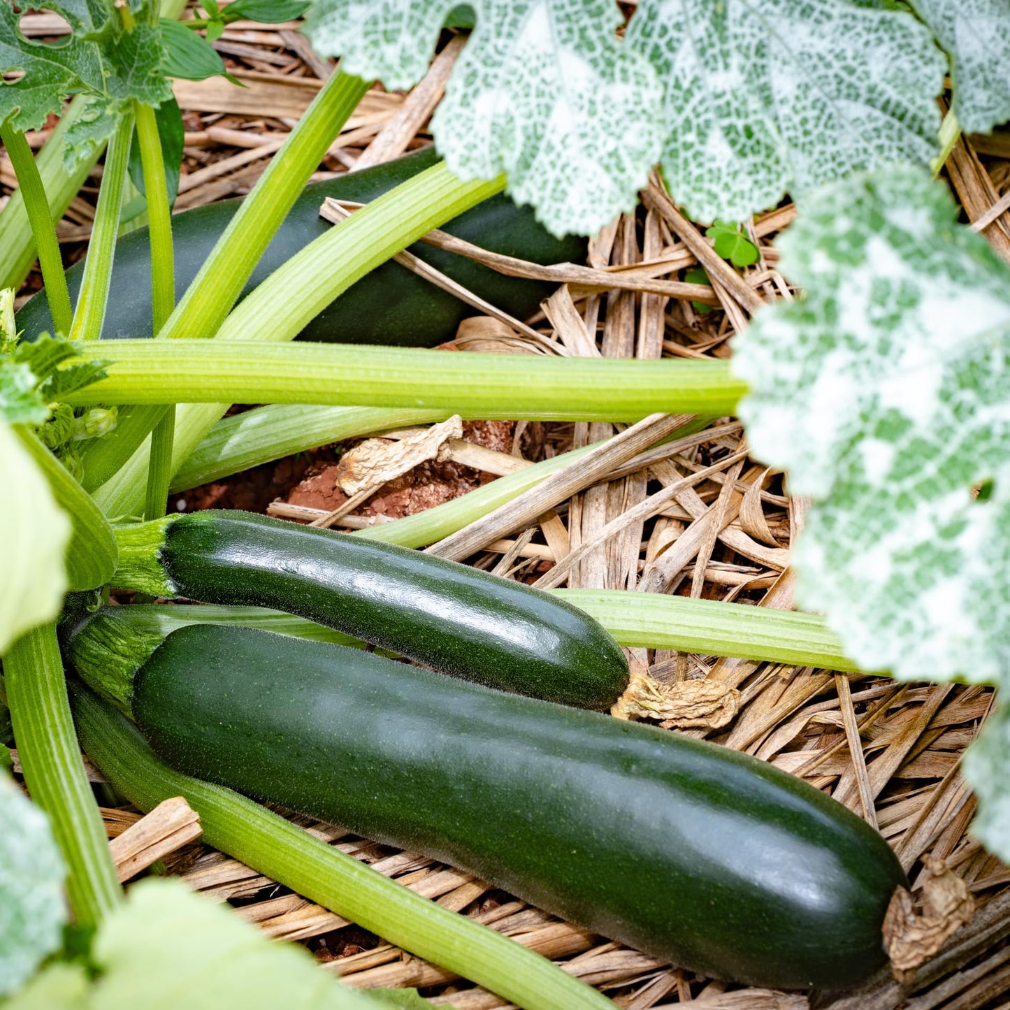 2 Green Zucchini Plants, Live Zucchini Plants in Pot, Summer Squash for Outdoor Garden, 3 to 6 Inch Tall Plant