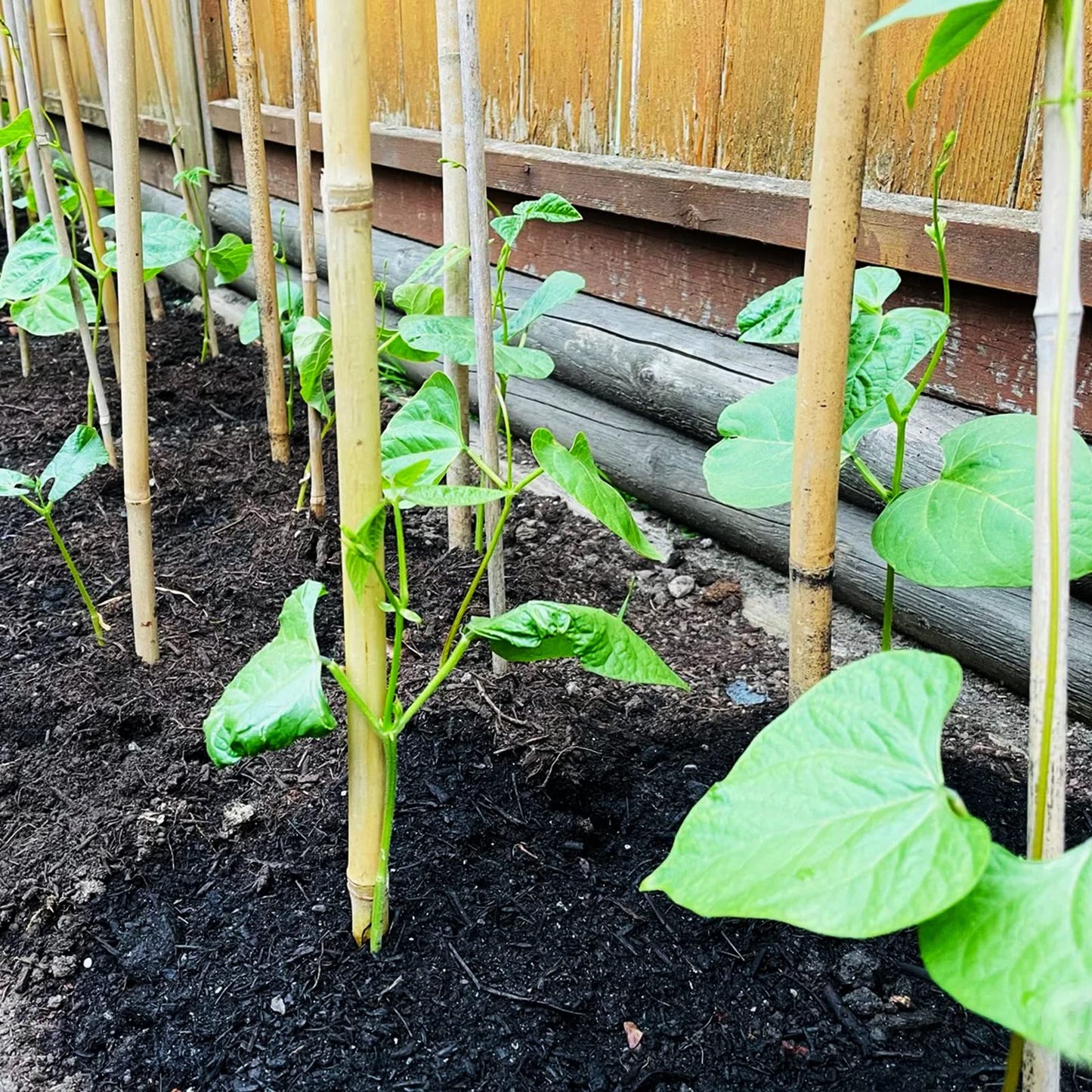 COLOtime Bamboo Stakes 2FT Garden Stakes Plant Stakes for Indoor Potted Climbing Plants Poles Sticks Support Peppers Orchid Daffodils 30 Pack