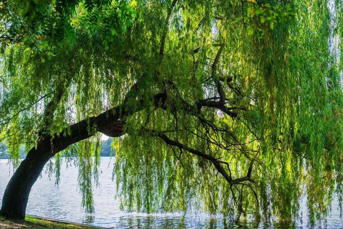 2 Weeping Willow Trees - 24-36" Tall Live Plants - Fast Growing Shade Trees - Salix Babylonica - (2 Pack)