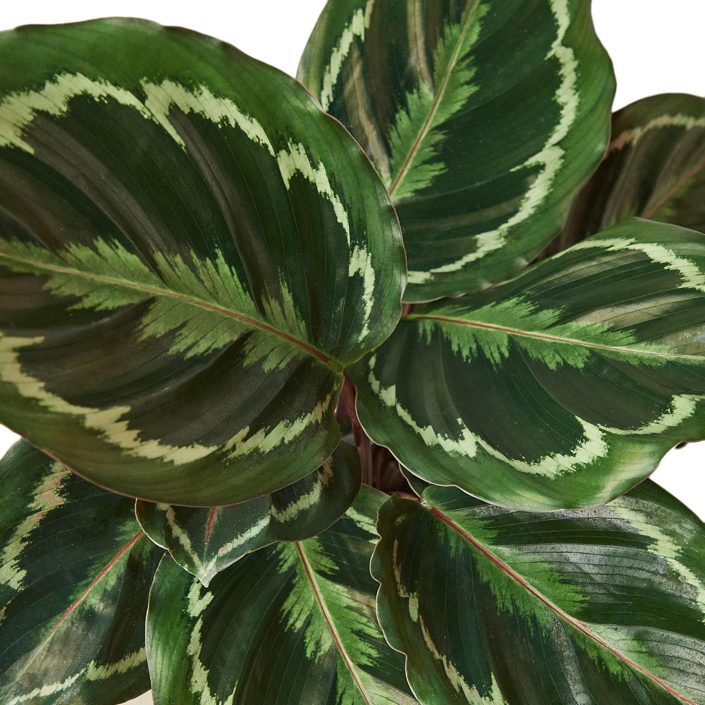 8 Pack Calathea Roseopicta 'Medallion' in 4in Pot - Live Plants Tropical Houseplants | Variegated | USA Growers | The Snobby Leaf