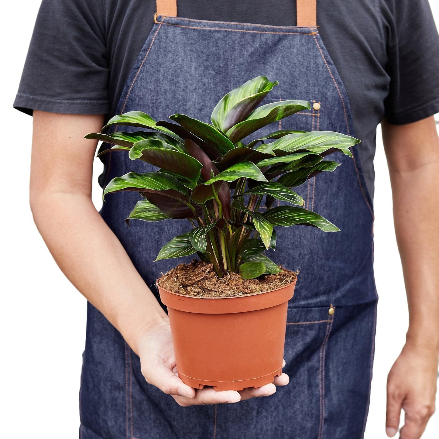 5 Pack Calathea 'Beauty Star' in 4in Pot - Live Plants Tropical Houseplants | Variegated | USA Growers | The Snobby Leaf