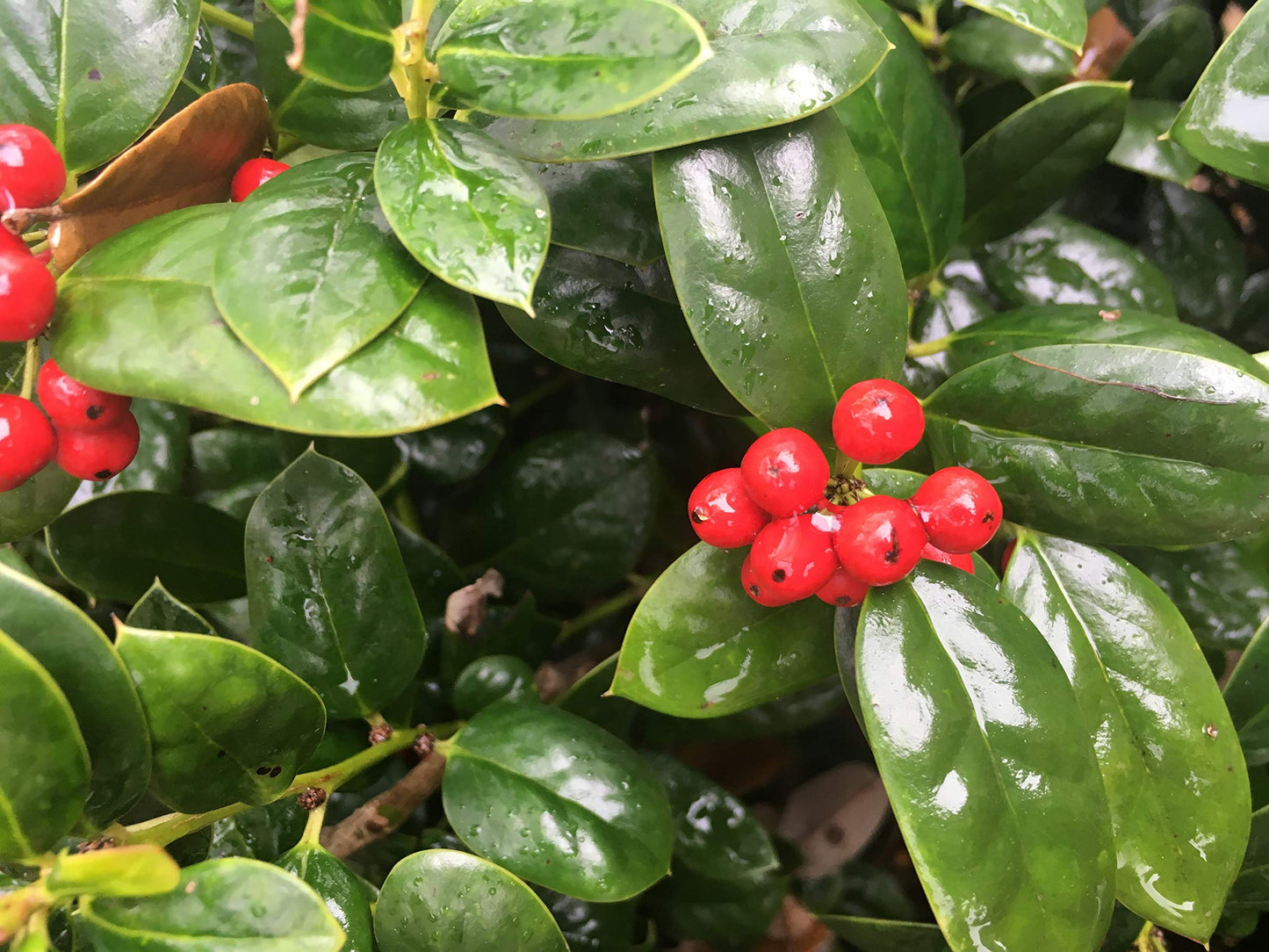 Dwarf Burford Holly โ Compact Evergreen Shrub with Glossy Green Leaves and Red Winter Berries โ Low Maintenance Landscape Plant for Borders, Hedges & Gardens โ Live Plant (1 Gallon Plant)