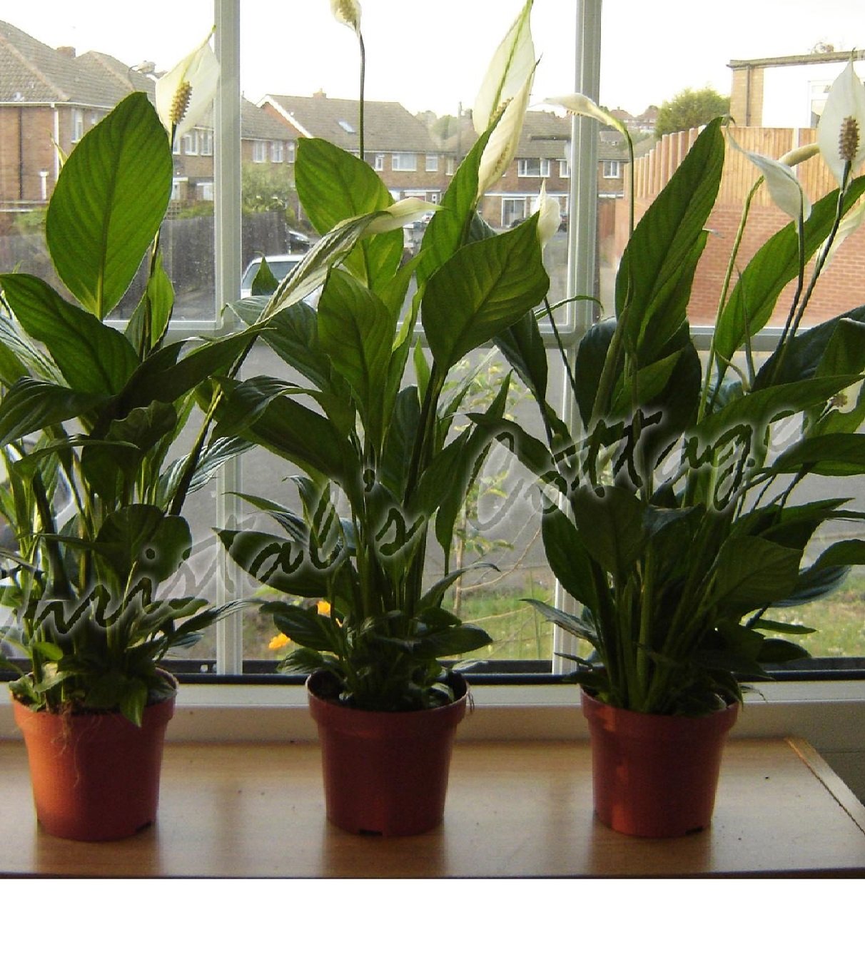 1-Peace Lily Plant - Spathyphyllium - Great House Plant - 6" Pot Unique -from jmbamboo