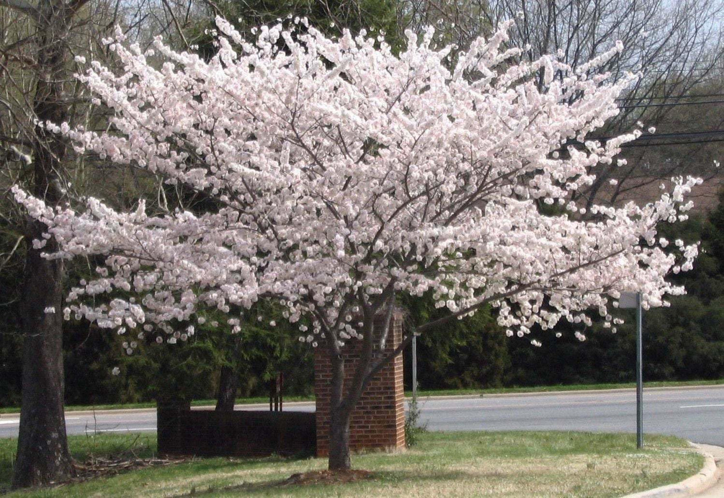 Live Plant - 2 Yoshino Flowering Cherry Trees - Live Potted Plants - 6-12" Tall - 3" Pots