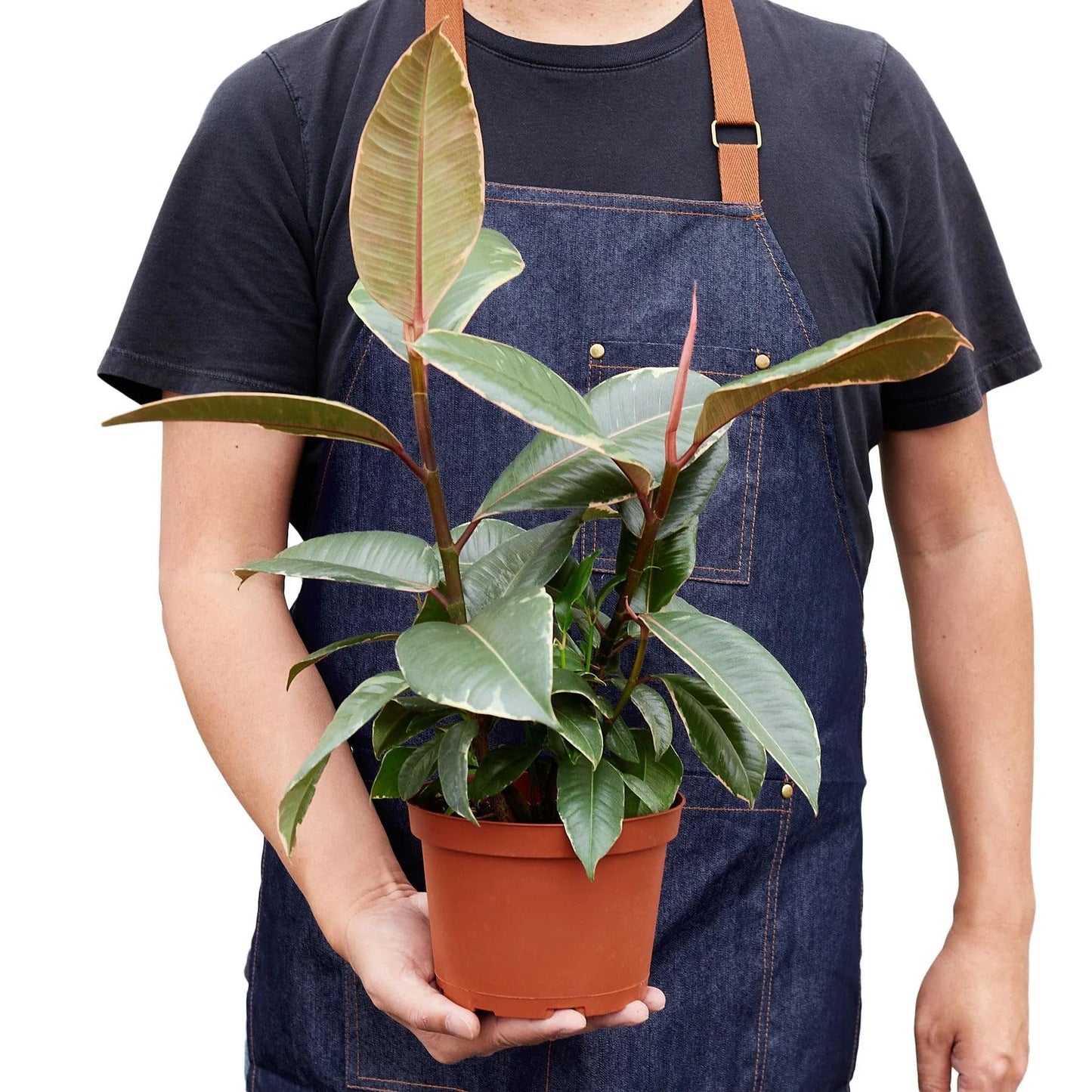 3 Pack Ficus Elastica 'Tineke' in 6in Pot - Live Plants Tropical Houseplants | Variegated | USA Growers | The Snobby Leaf