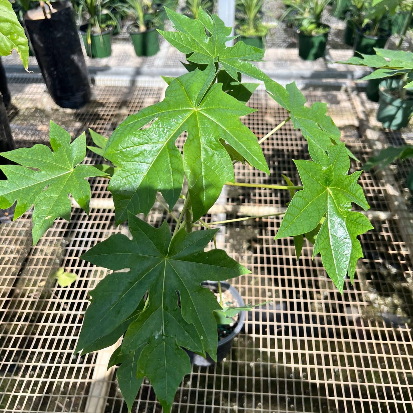 Live Plant - Hanging Papaya (Carica Papaya) Live Fruit Tree 1โ-2โ