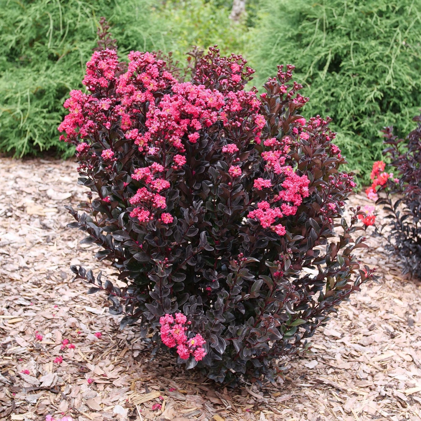Proven Winners Center Stage Pink Crapemyrtle (Lagerstroemia Indica) Live Plant, 4.5" Qt