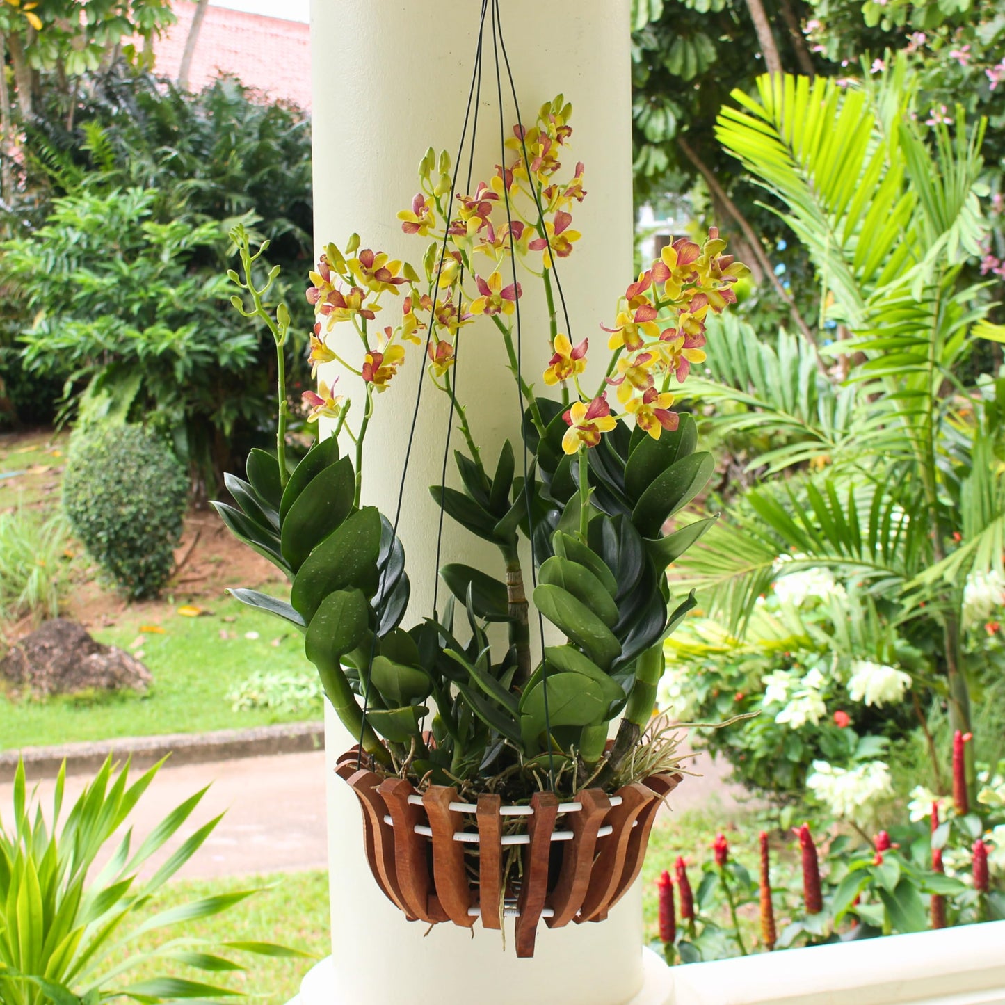 DESQUIGGLE 2 Rustic Specialist Orchid Baskets with Hangers for Outdoors, Lotus Flower Shape, 1 is 10 Inches Wide, 1 is 8 Inches, Orchid Tree Hanger
