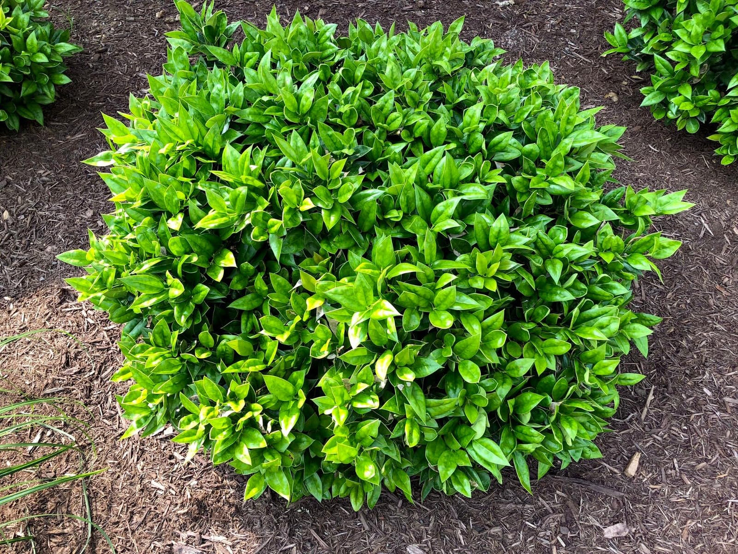 Carissa Holly – Compact Evergreen Holly Shrub with Glossy Green Foliage, Garden Accent for Borders, Containers & Landscapes (2 Gallon/Potted/Single Plant)