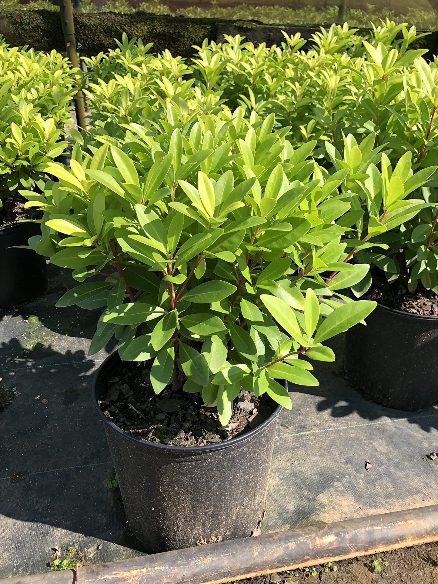 Illicium 'Florida Sunshine' (3 Gallon)