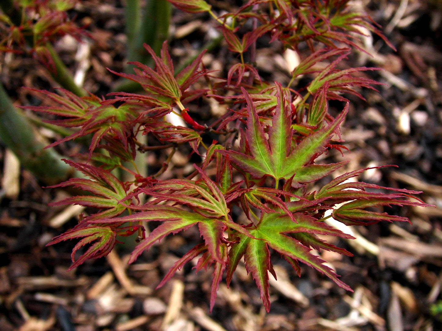 Dwarf Kamagata Japanese Maple Live Plant