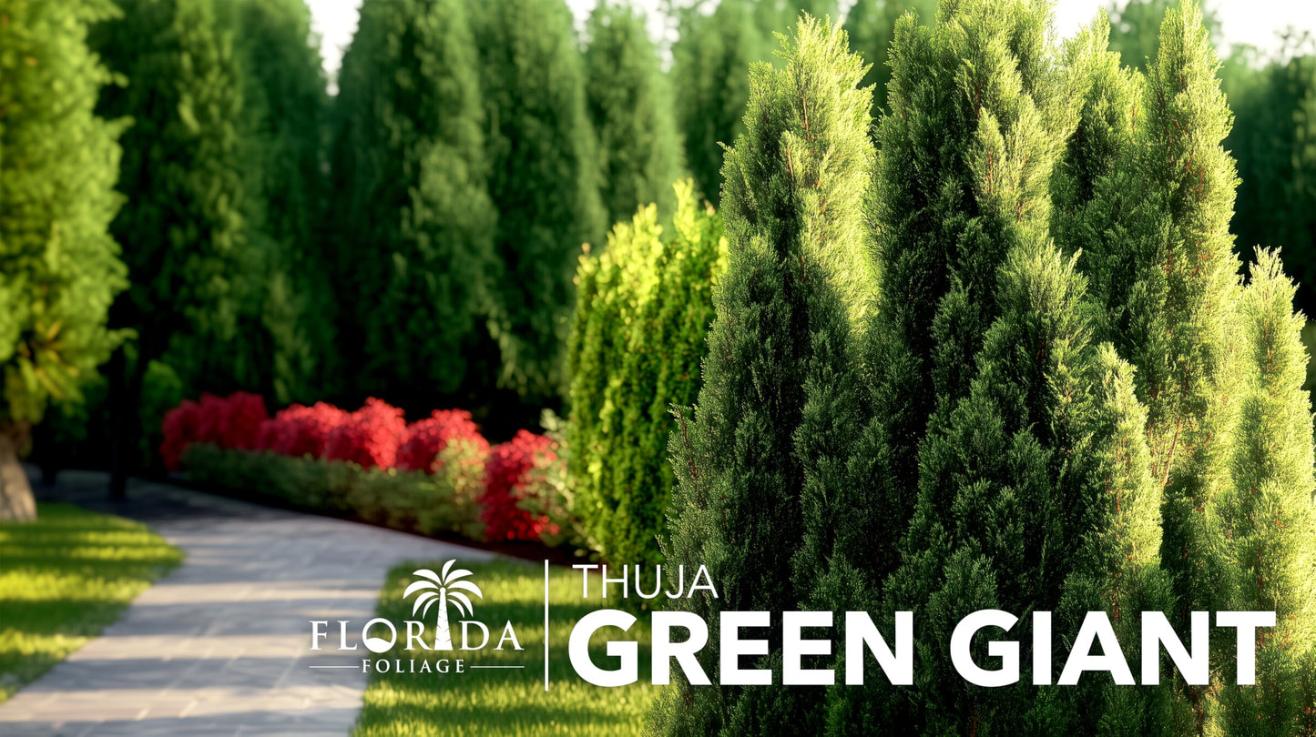 Thuja Green Giant Arborvitae - 30 Live Trees 2" Pot Size - Evergreen Privacy Plants