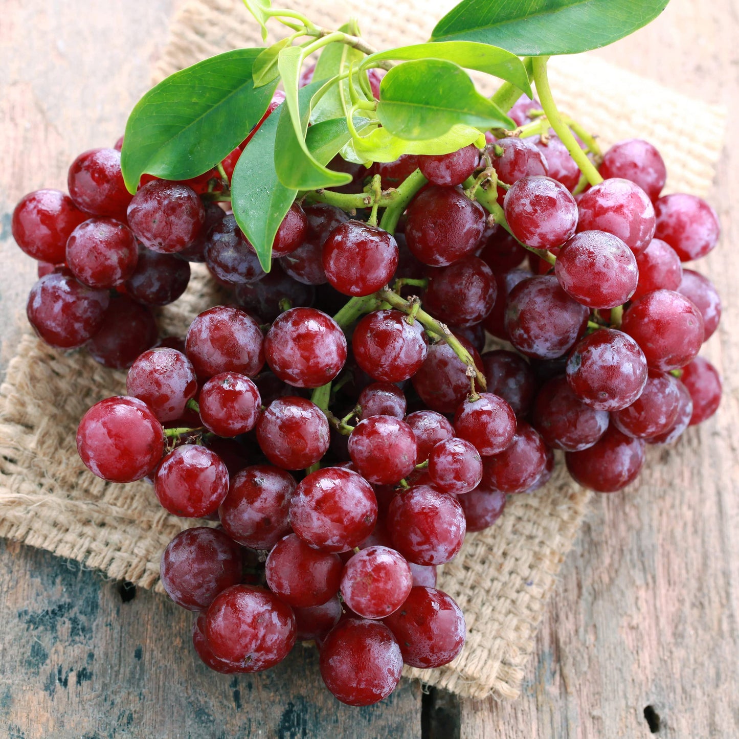Garden State Bulb Red Suffolk Seedless Grape, Bare Root, Non-GMO, Spring Planting (Bag of 2)