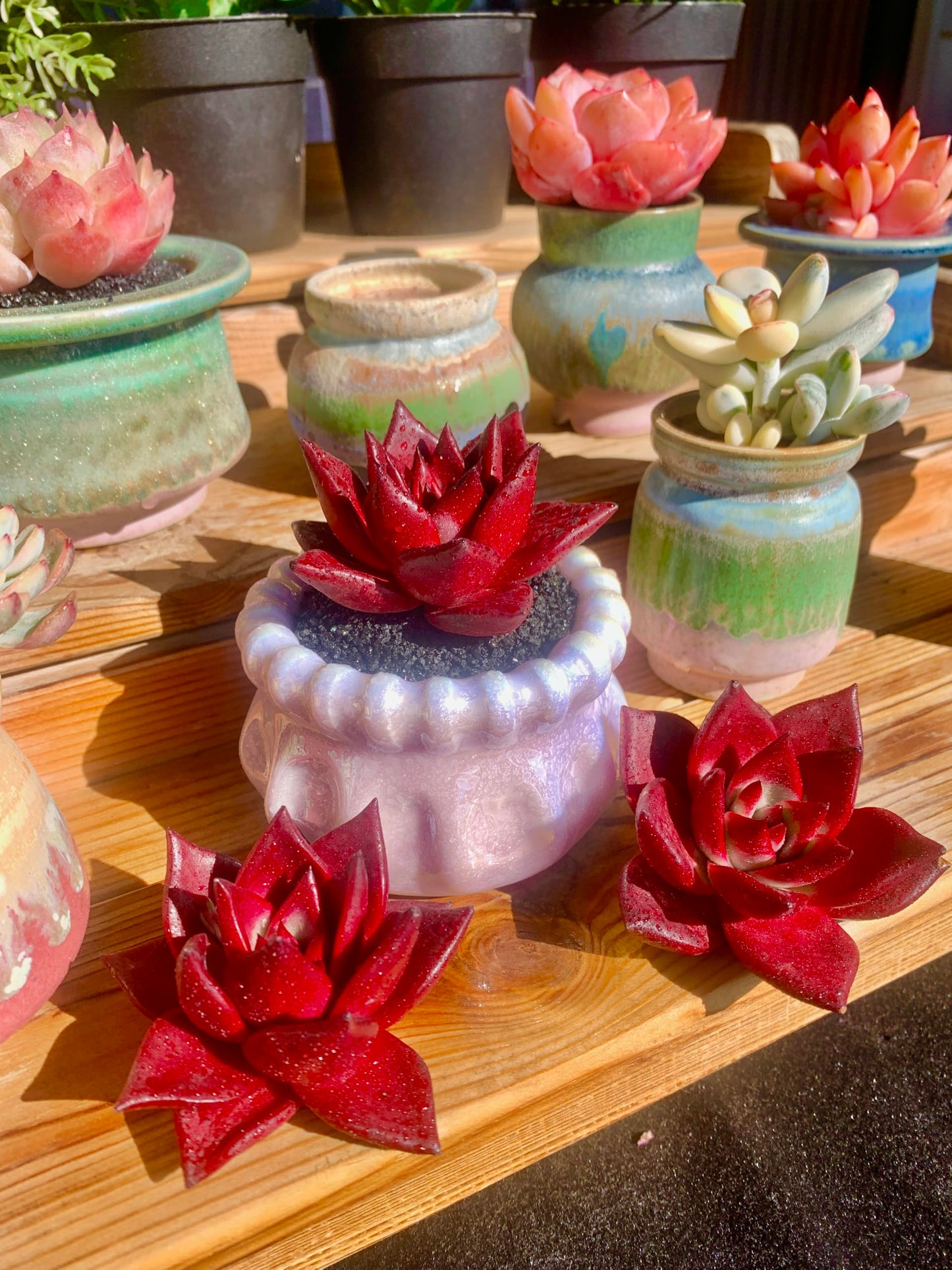 Echeveria Agavoides v Romeo Rubin Rare Live Succulent Plants, Red 1 Head 3" Live Plant, Package Without Pot Soil, Garden Indoor Office Desk, Wedding Party Baby Shower Decoration, Plant Lovers Gifts