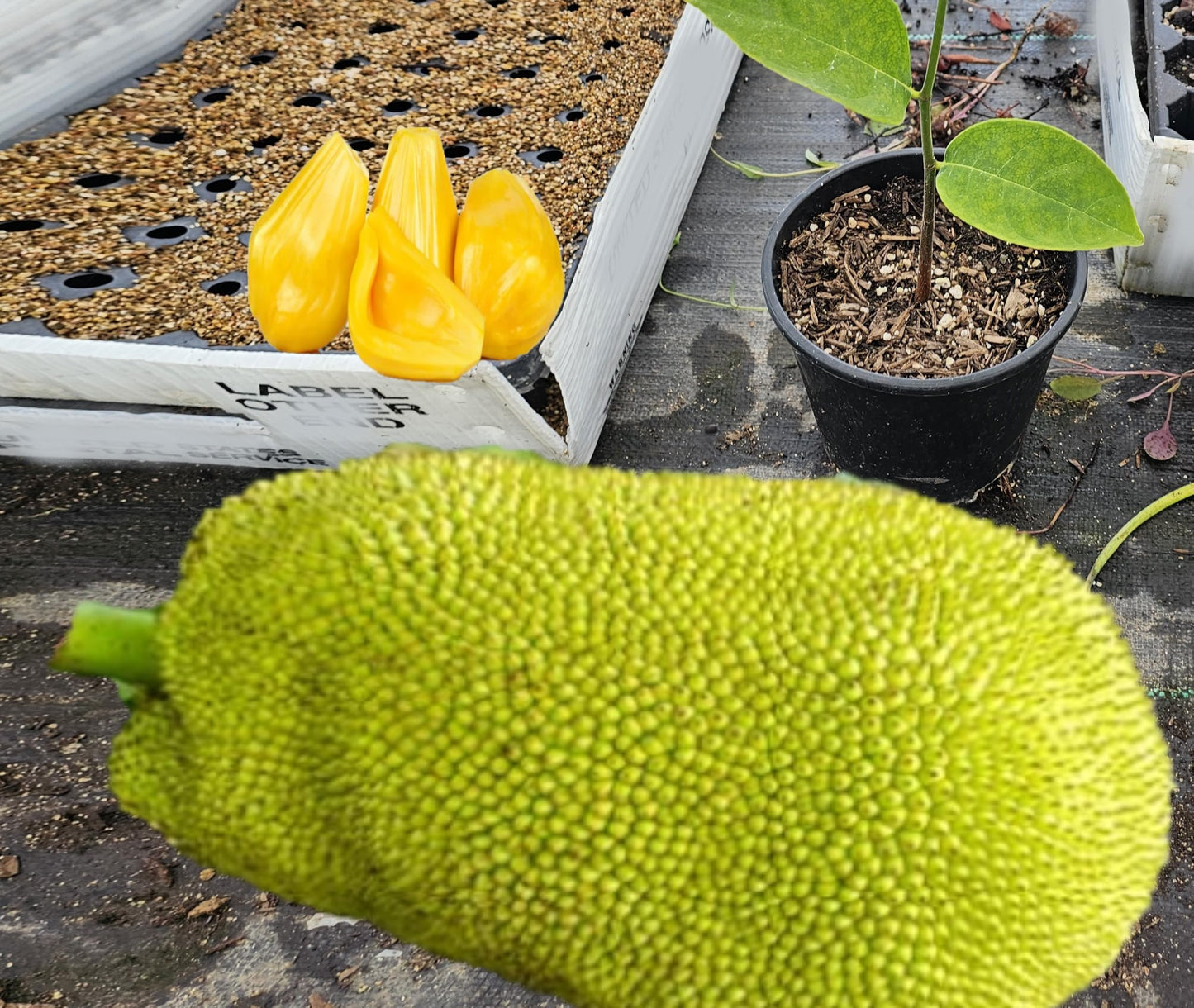 Green Bear Live Jackfruit Tree, Artocarpus Heterophyllus, Full Sun Growing, Edible Fruit Bearing Plant for Patio and Garden 1-2Ft Tall 1 Gallon Potted