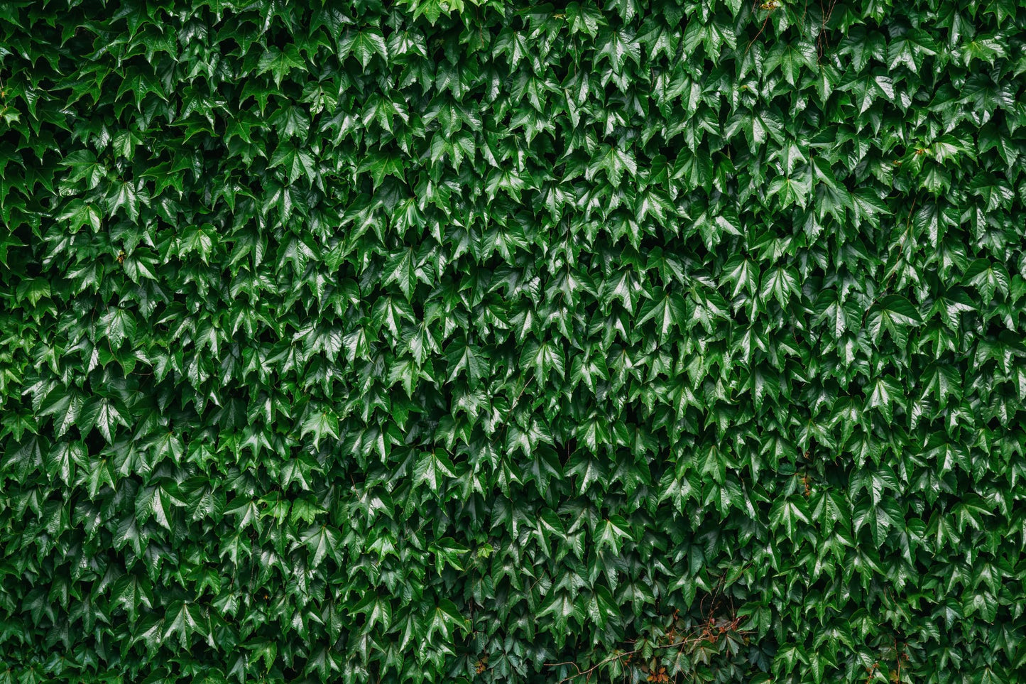 Boston Ivy Plant - Parthenocissus ticuspidata Veitchii - 2.5" Pot