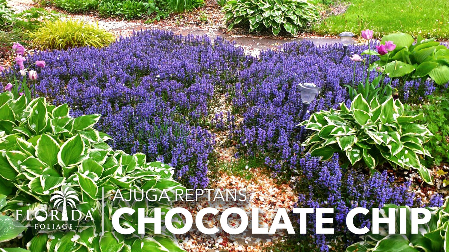 Ajuga Chocolate Chip | 3 Live Plants | Ajuga reptans | Ground Cover Perennial | Pathways and Gardens, Blue Flowers, Drought Tolerant, Easy to Grow, Fast Spreading, Low Maintenance