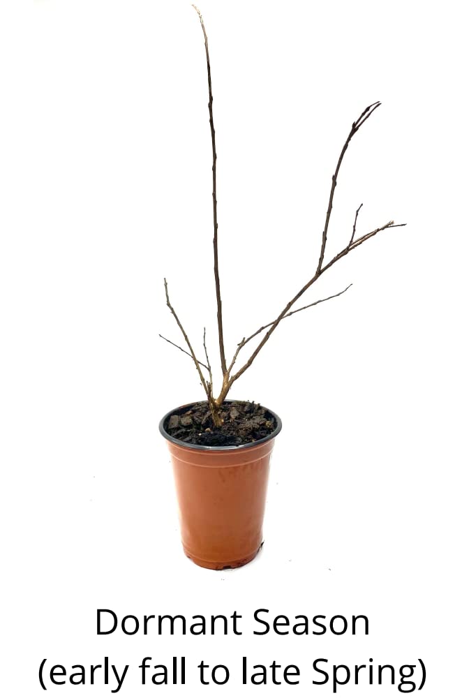 Crape Myrtle Guy 4 Pack - Semi Dwarf Hopi Crape Myrtle Trees - Pink Flowering - Grown in Quart Containers