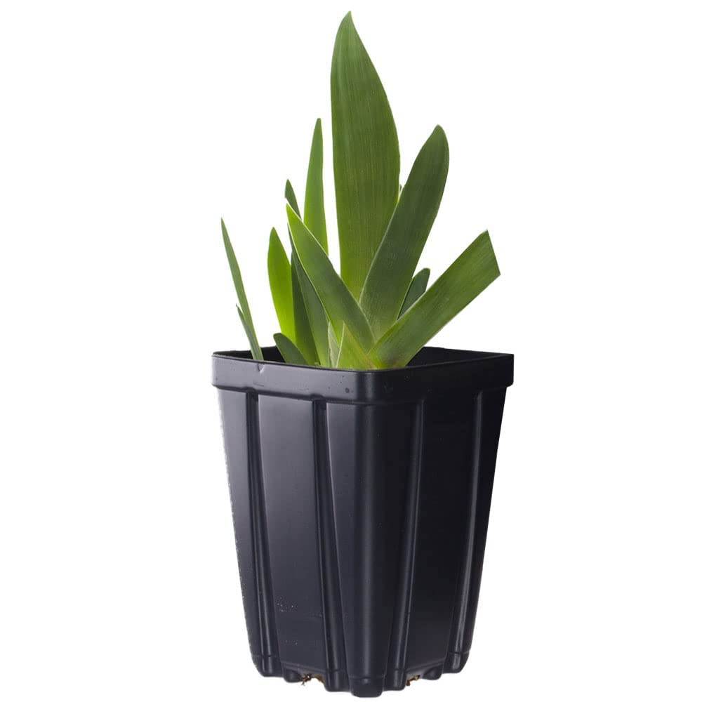 Bearded Iris for Veronica Plant Potted - Deep Purple Black Flowers, Stargazer Perennials