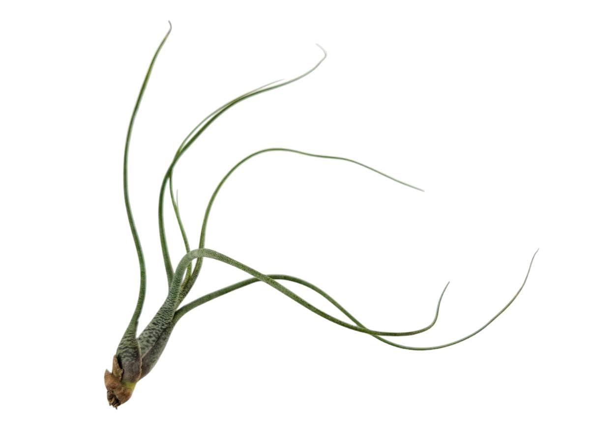Josh's Frogs Tillandsia butzii Air Plant