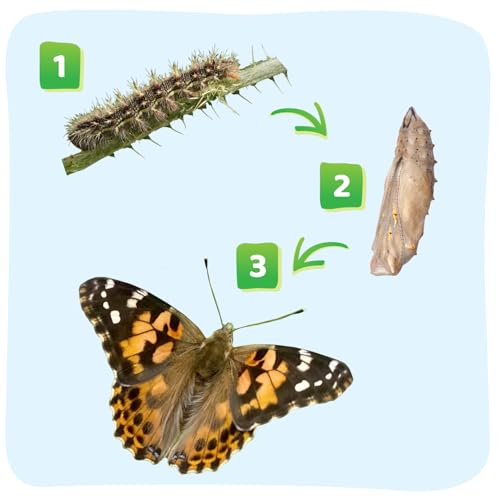 Insect Lore Raise and Release Butterfly Garden Kit – Caterpillar Habitat with redeemable Voucher – STEM-accredited Butterfly Growing Kit for Kids, Classrooms, and Homeschool Learning