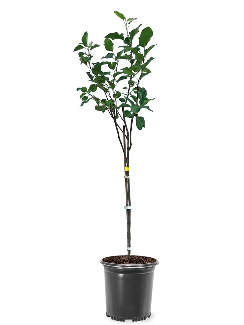Red Delicious Apple Tree, 1 Gallon Live Nursery Pot, Sweet, Juicy Fruit | Arbor Day Foundation (Due to Agricultural Laws, Unavailable to CA, WA or AZ)