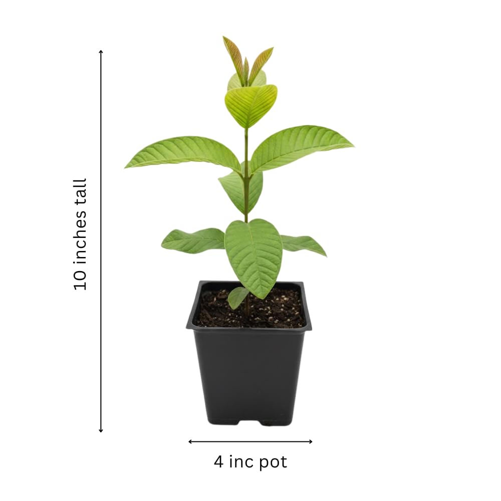 Red Guava Tree Live Plant, Edible Sweet Guava Fruit, 8 to 10 Inches Tall, Ideal for Backyard, Patio and Landscape