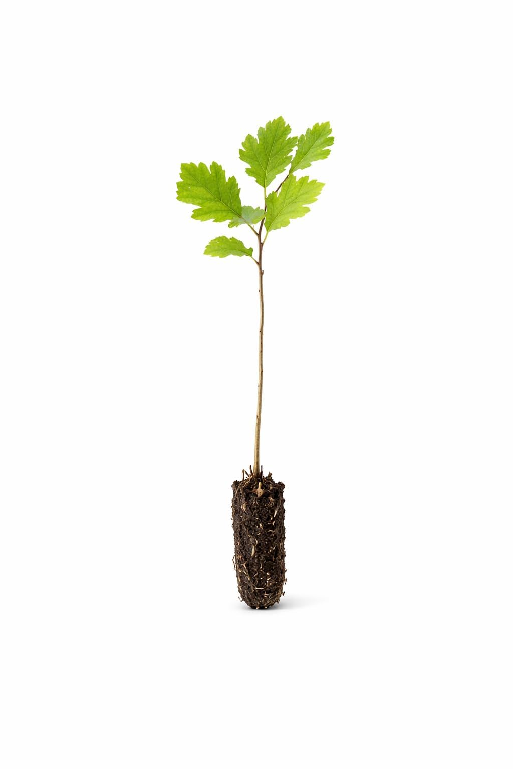 White Oak Tree (Quercus alba) – Live Bare Root Plant, Native Hardwood, Ready to Plant (2-4 inch Seedling)