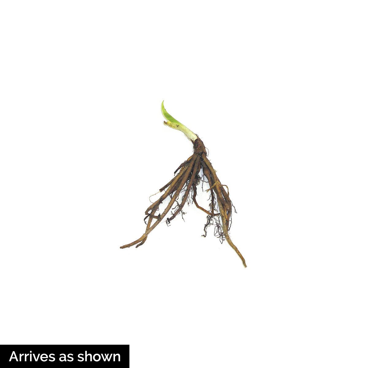 Direct Gardening Stella De Oro Reblooming Daylily Dormant Bare Root Yellow Flowering Starter Plant
