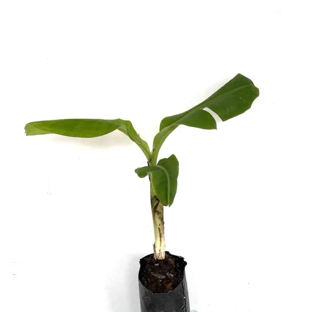 Live Plant - Red Bananas (Musa Acuminata ‘Red Dacca) Live Fruit Tree