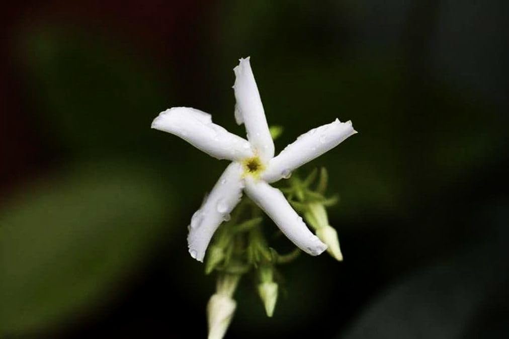 Rare Scented Jasmine Flower Easy to Grow 5g Seeds