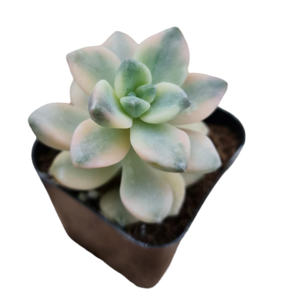 Rare Live Plants for Succulent Cactus Home Office Decor (2" Pot Variegated Graptopetalum Tituban)