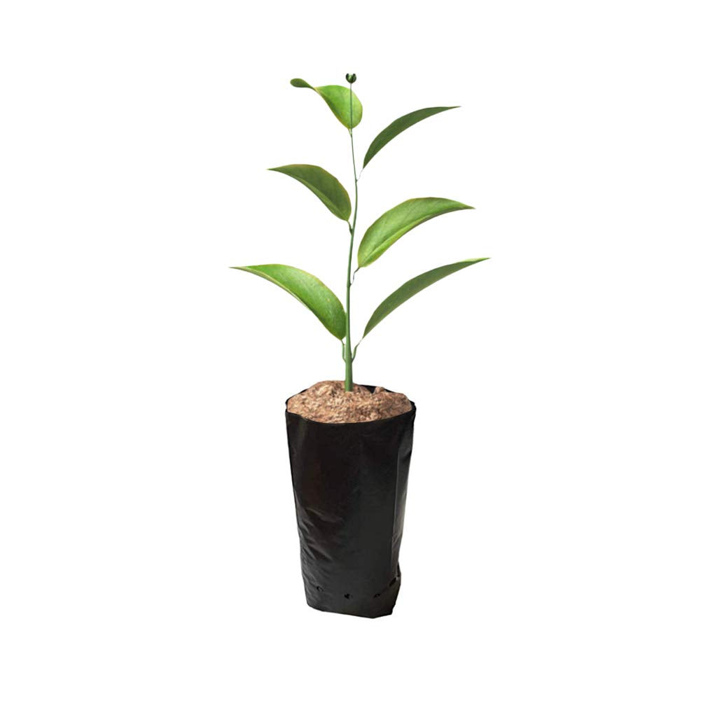 Frjjthchy 100 PCS Thicken Plastic Nursery Bags for Plants Fruit Flower Grow Bags Seedling Pots (7.87x11.81 in)